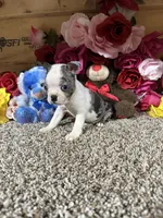 Stormy, a male Boston Terrier for sale in Cub Run, KY – 4 of 4