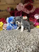 Riley, a male Boston Terrier for sale in Cub Run, KY – 3 of 4