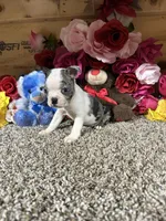 Stormy, a male Boston Terrier for sale in Cub Run, KY – 3 of 4