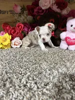 Rosie, a female Boston Terrier for sale in Cub Run, KY – 2 of 5