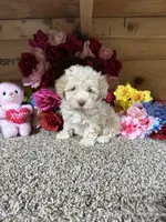 Akc Anne, a female Poodle - Toy  for sale in Cub Run, KY – Photo 2 of 4