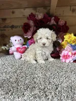 Akc Anne, a female Poodle - Toy  for sale in Cub Run, KY – Photo 1 of 4