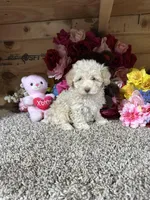 Akc Anne, a female Poodle - Toy  for sale in Cub Run, KY – Photo 3 of 4