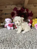 Akc Anne, a female Poodle - Toy  for sale in Cub Run, KY – Photo 4 of 4