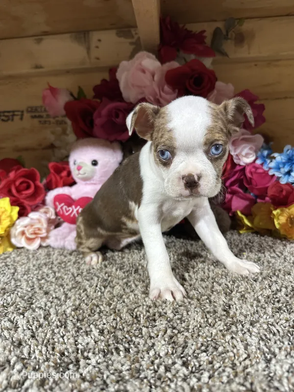 Gloria  – Boston Terrier puppy for sale in Cub Run, KY