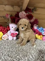 Rita, a female Poodle - Toy  for sale in Cub Run, KY – 3 of 5