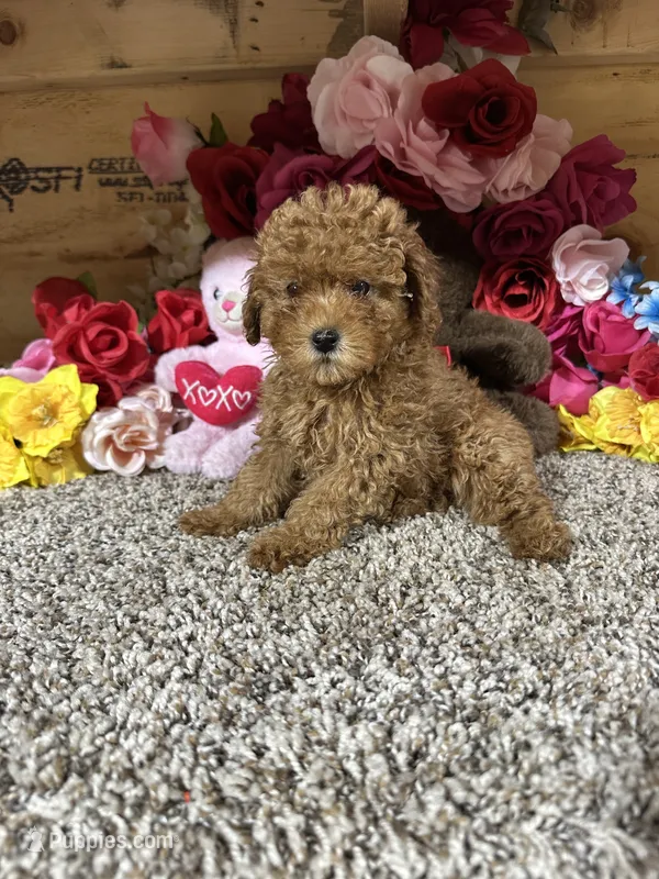 Akc Haley – Poodle - Toy  puppy for sale in Cub Run, KY