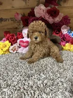 Akc Haley, a female Poodle - Toy  for sale in Cub Run, KY – 1 of 5