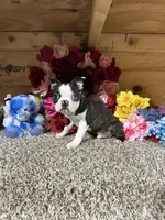 Buster, a male Boston Terrier for sale in Cub Run, KY – Photo 4 of 6