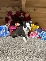 Buster, a male Boston Terrier for sale in Cub Run, KY – Photo 6 of 6