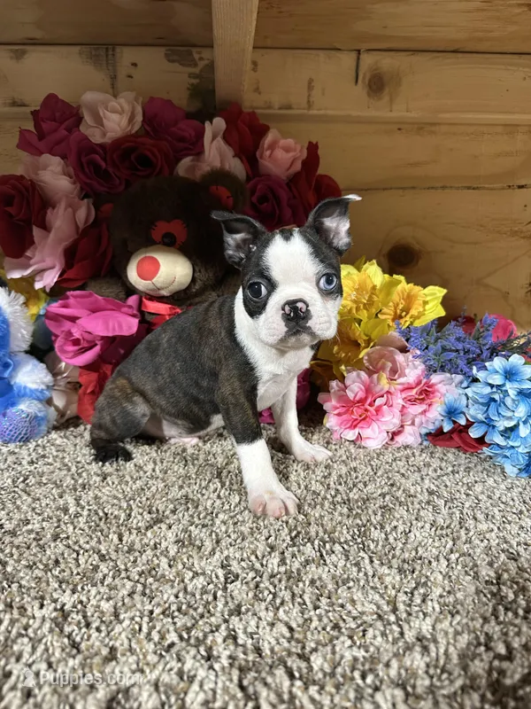 Buster – Boston Terrier puppy for sale in Cub Run, KY