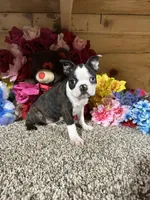 Buster, a male Boston Terrier for sale in Cub Run, KY – Photo 1 of 6