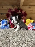 Buster, a male Boston Terrier for sale in Cub Run, KY – Photo 5 of 6