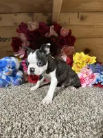 Buster, a male Boston Terrier for sale in Cub Run, KY – Photo 3 of 6