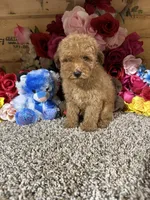 Akc Harper , a male Poodle - Toy  for sale in Cub Run, KY – 2 of 2