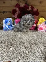 Roscoe, a male Cavapoo for sale in Cub Run, KY – 4 of 4