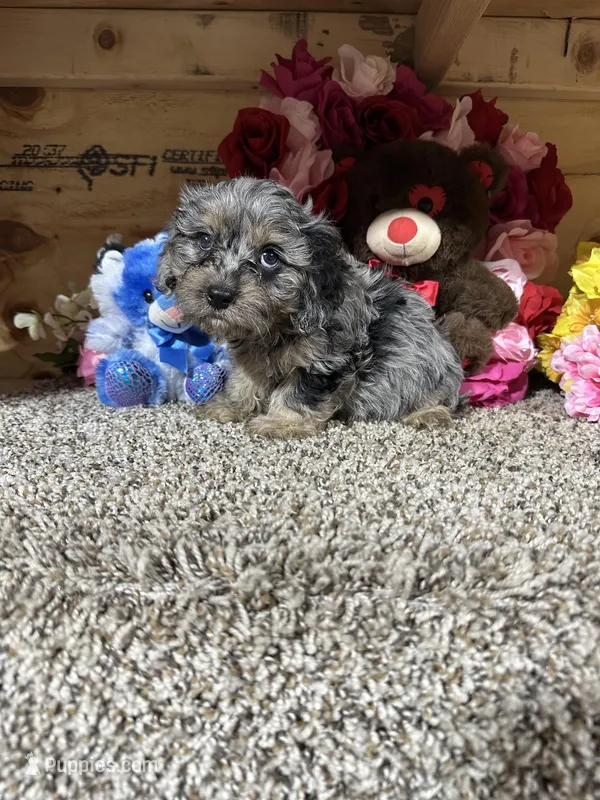 Roscoe – Cavapoo puppy for sale in Cub Run, KY