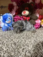 Roscoe, a male Cavapoo for sale in Cub Run, KY – Photo 2 of 4