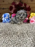 Roscoe, a male Cavapoo for sale in Cub Run, KY – 3 of 4
