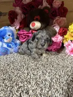 Roscoe, a male Cavapoo for sale in Cub Run, KY – Photo 4 of 4