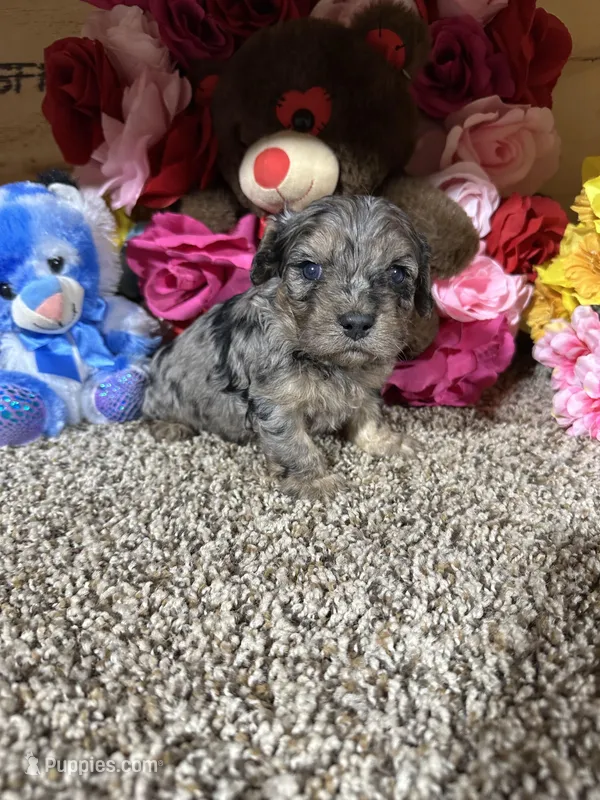 Roscoe – Cavapoo puppy for sale in Cub Run, KY
