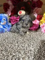 Roscoe, a male Cavapoo for sale in Cub Run, KY – Photo 1 of 4