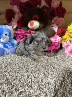 Roscoe, a male Cavapoo for sale in Cub Run, KY – Photo 3 of 4