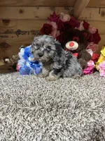 Roscoe, a male Cavapoo for sale in Cub Run, KY – 2 of 4