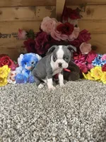 Dusty, a male Boston Terrier for sale in Cub Run, KY – 5 of 5
