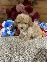 Chief , a male Poodle - Toy  for sale in Cub Run, KY – 2 of 6