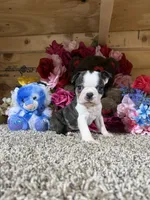 Champ, a male Boston Terrier for sale in Cub Run, KY – Photo 4 of 6