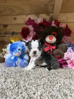 Champ, a male Boston Terrier for sale in Cub Run, KY – Photo 6 of 6