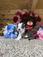 Champ, a male Boston Terrier for sale in Cub Run, KY – Photo 3 of 6