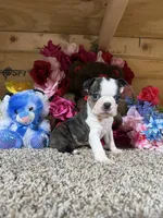 Champ, a male Boston Terrier for sale in Cub Run, KY – Photo 5 of 6
