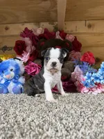 Champ, a male Boston Terrier for sale in Cub Run, KY – Photo 2 of 6