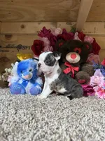 Champ, a male Boston Terrier for sale in Cub Run, KY – Photo 1 of 6