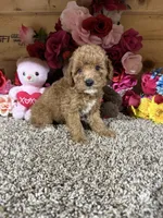 Rita, a female Poodle - Toy  for sale in Cub Run, KY – 4 of 4