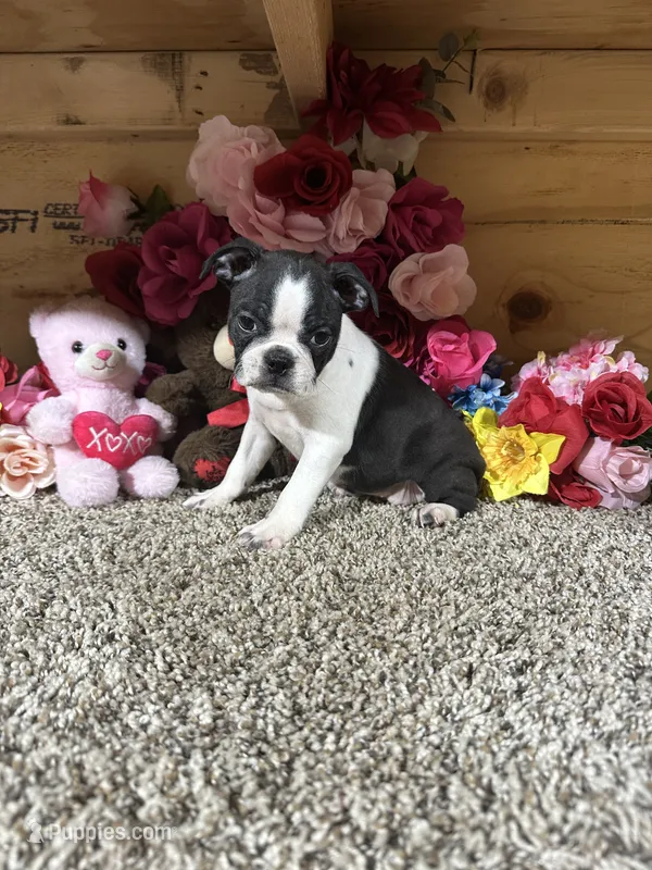 Lexi Anne – Boston Terrier puppy for sale in Cub Run, KY