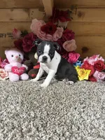 Lexi Anne, a male Boston Terrier for sale in Cub Run, KY – 1 of 5
