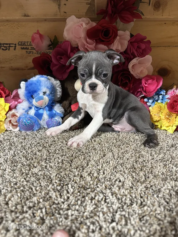 Riley – Boston Terrier puppy for sale in Cub Run, KY