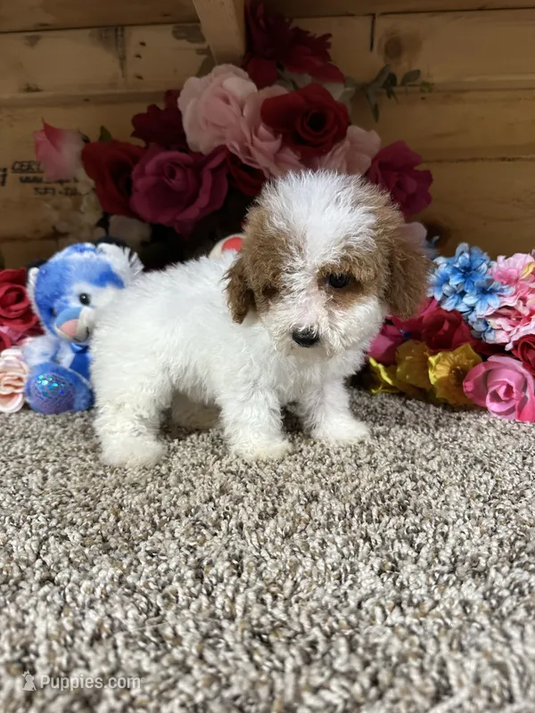 Chester  – Poodle - Toy  puppy for sale in Cub Run, KY