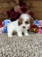 Chester , a male Poodle - Toy  for sale in Cub Run, KY – 1 of 6