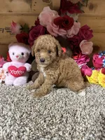 Rita, a female Poodle - Toy  for sale in Cub Run, KY – 3 of 4