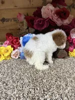 Chester , a male Poodle - Toy  for sale in Cub Run, KY – 3 of 6
