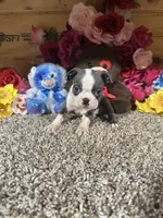 Dusty, a male Boston Terrier for sale in Cub Run, KY – 4 of 5