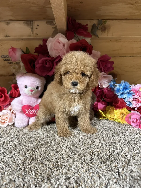 Rita – Poodle - Toy  puppy for sale in Cub Run, KY