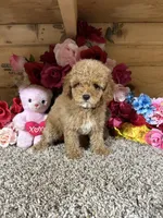 Rita, a female Poodle - Toy  for sale in Cub Run, KY – 1 of 5