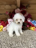 Angel , a female Poodle - Toy  for sale in Cub Run, KY – 5 of 6