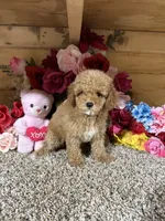 Rita, a female Poodle - Toy  for sale in Cub Run, KY – 5 of 5