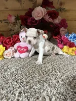 Rosie, a female Boston Terrier for sale in Cub Run, KY – 1 of 5